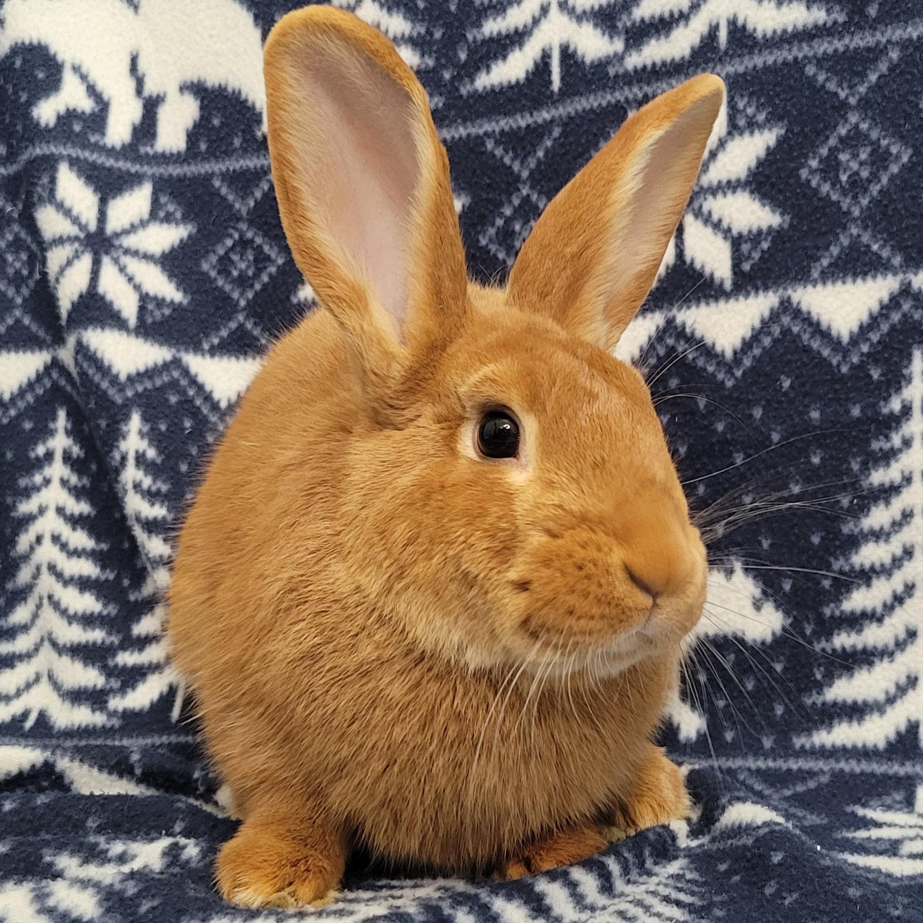 Enlarge Theodore, an adopted mixed breed in Pittsburgh, PA image 6/6