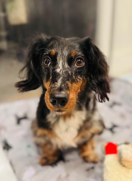 Enlarge Dolce, a ADOPTABLE Dachshund (Miniature Long Haired) in Sherman Oaks, CA image 2/6