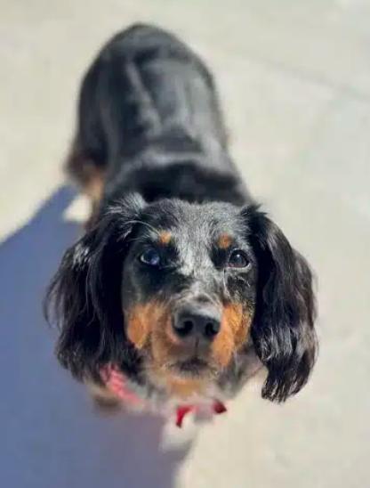 Enlarge Dolce, a ADOPTABLE Dachshund (Miniature Long Haired) in Sherman Oaks, CA image 3/6