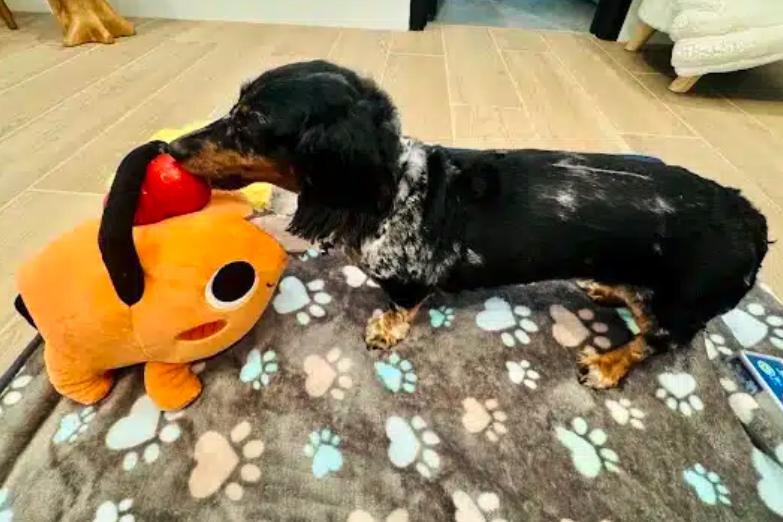 Enlarge Dolce, a ADOPTABLE Dachshund (Miniature Long Haired) in Sherman Oaks, CA image 4/6