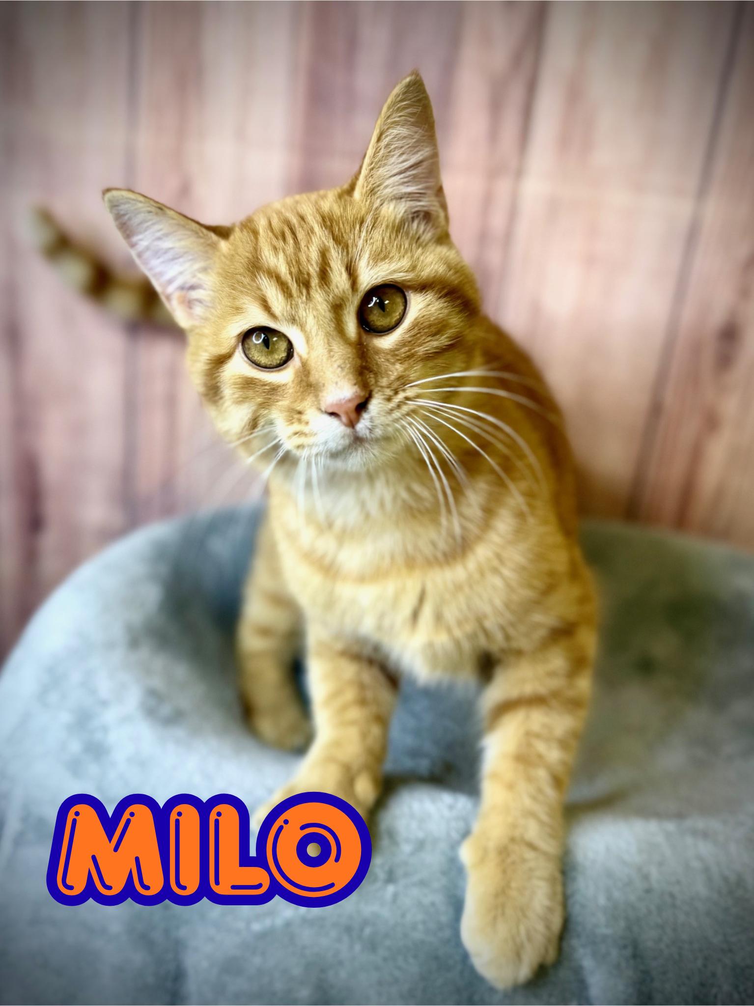 Milo, ADOPTABLE, Young Male Domestic Short Hair.