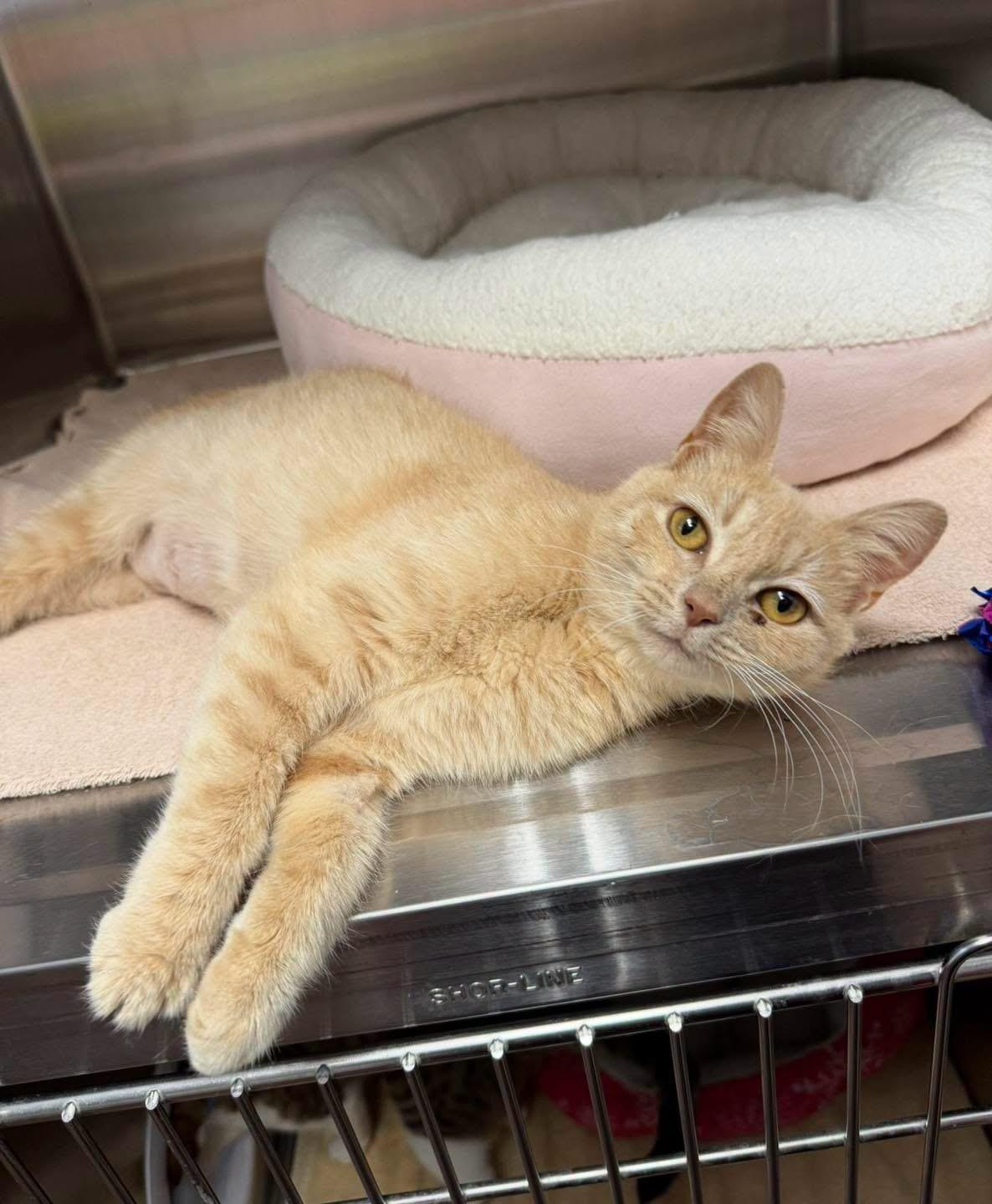 Brie, adopted, Adult Female Domestic Short Hair.
