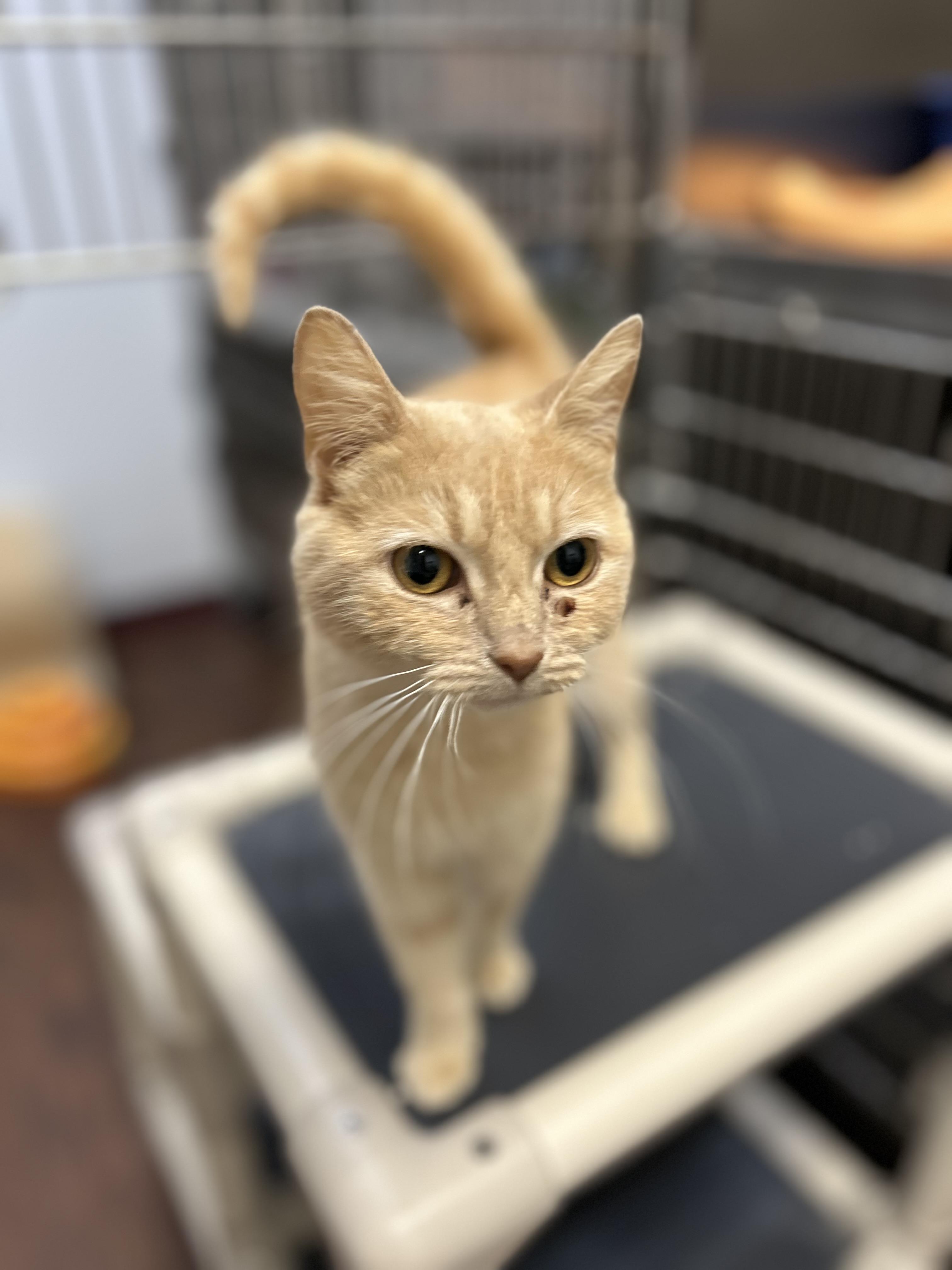 Brie, an adopted Domestic Short Hair in Howes Cave, NY image 3/3