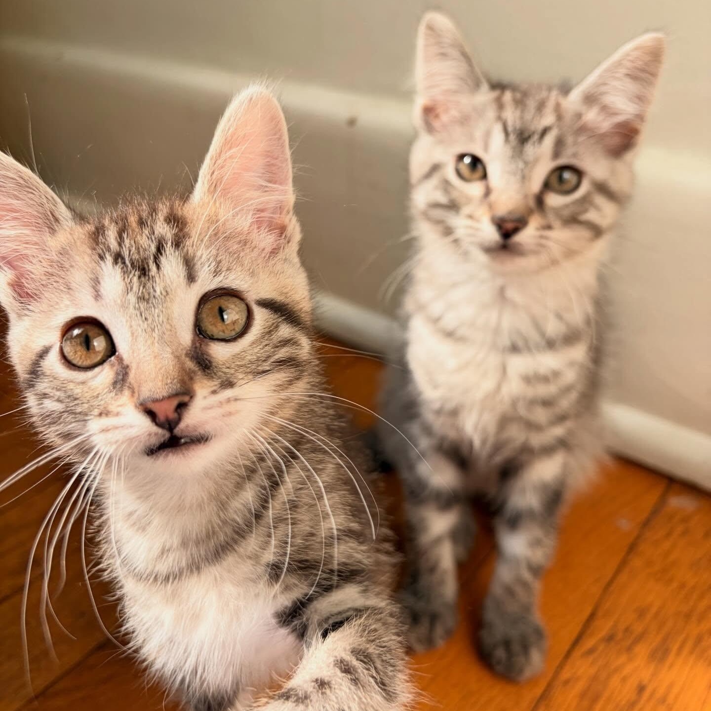 Enlarge Winnie (bonded with Alvin), a ADOPTABLE Domestic Short Hair in Chicago, IL image 3/4