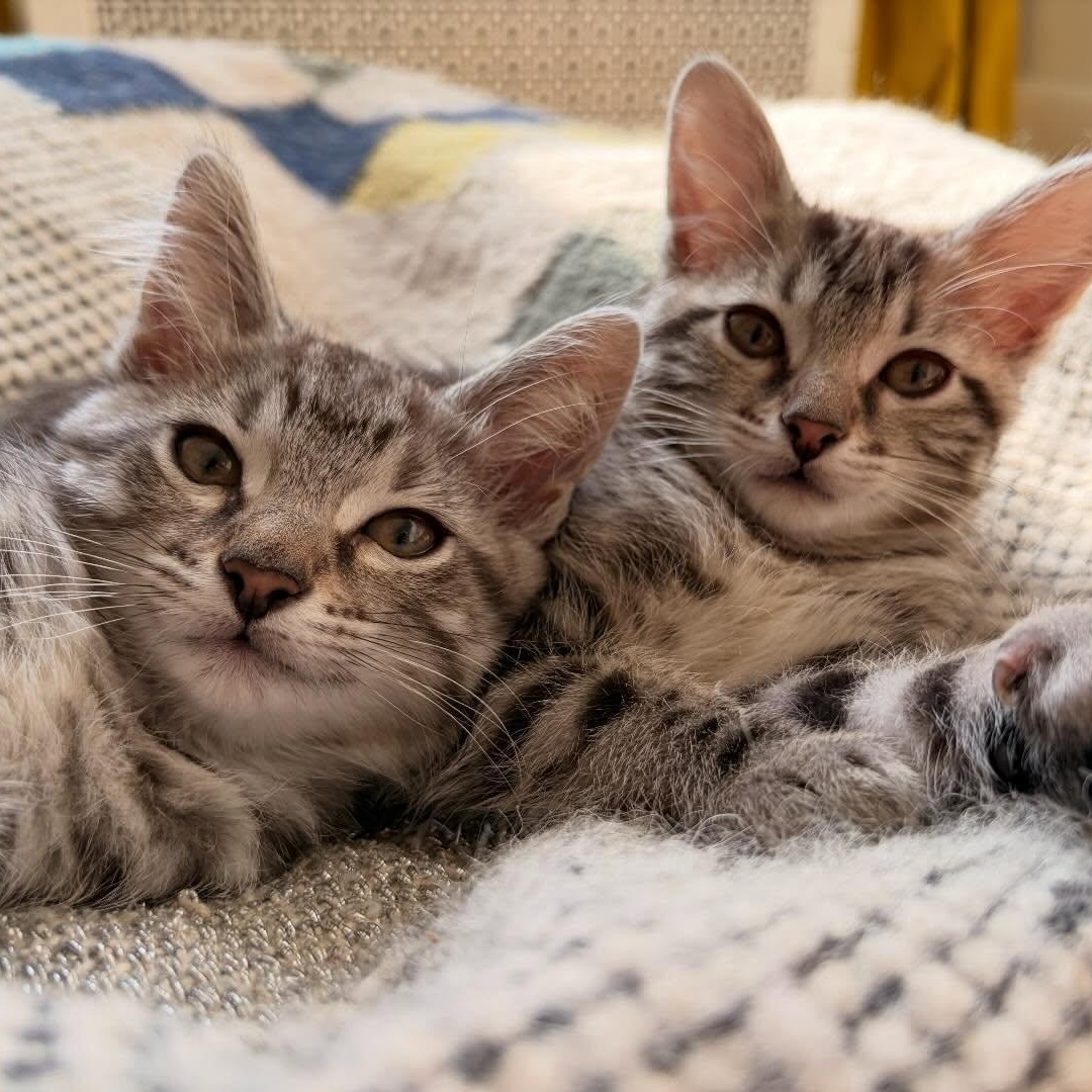 Enlarge Winnie (bonded with Alvin), a ADOPTABLE Domestic Short Hair in Chicago, IL image 2/4