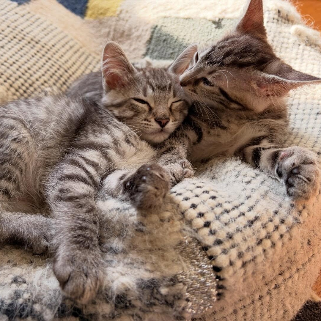 Enlarge Winnie (bonded with Alvin), a ADOPTABLE Domestic Short Hair in Chicago, IL image 4/4