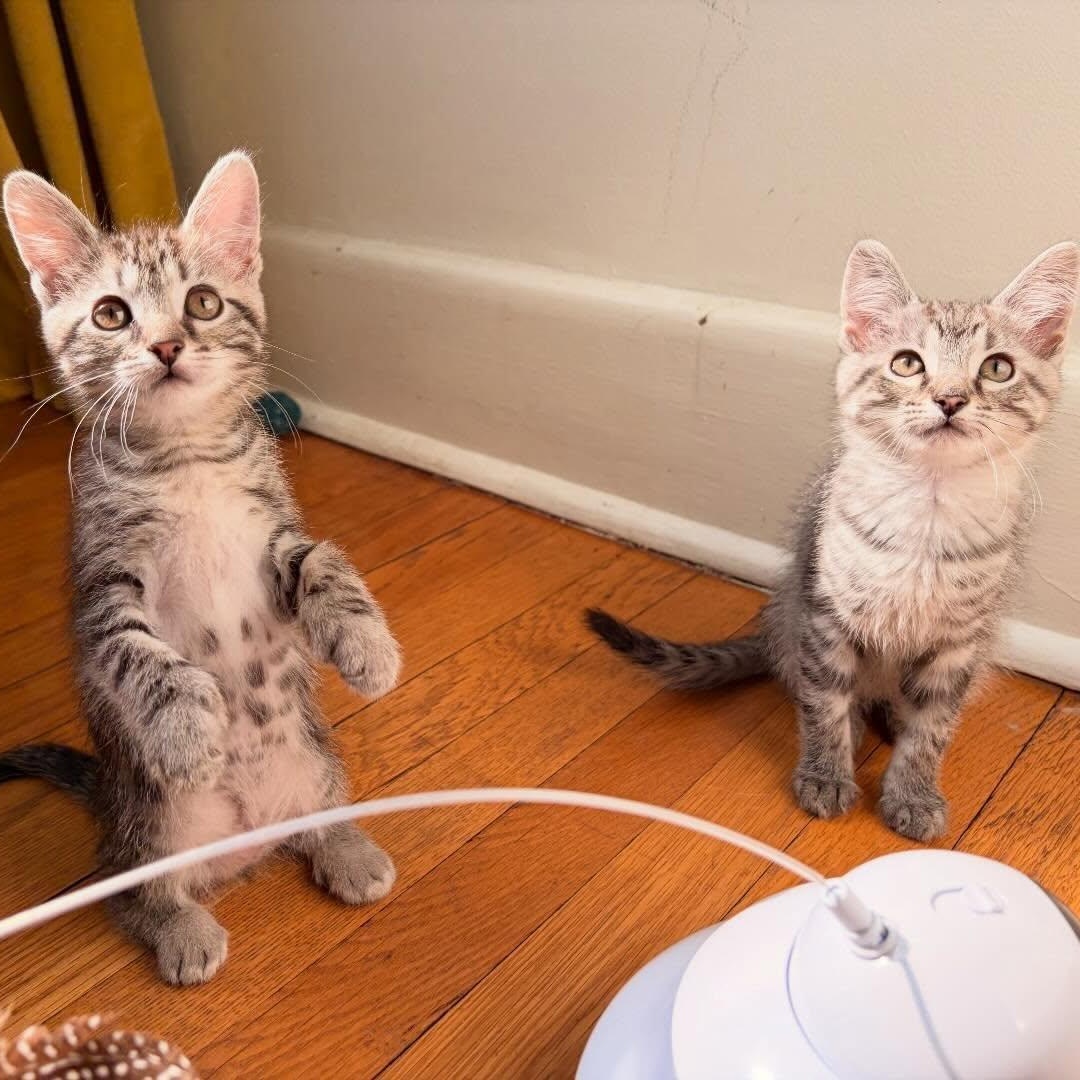 Winnie (bonded with Alvin), ADOPTABLE, Kitten Female Domestic Short Hair.