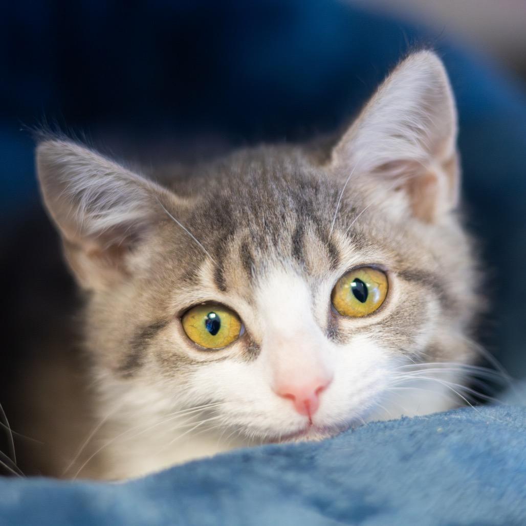 Flannel bonded with Lace, a Adoptable Domestic Short Hair in Wilmington, DE image 1/6