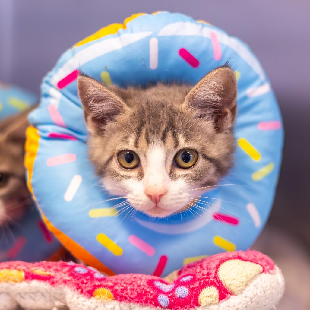 Flannel bonded with Lace, a Adoptable Domestic Short Hair in Wilmington, DE image 2/6