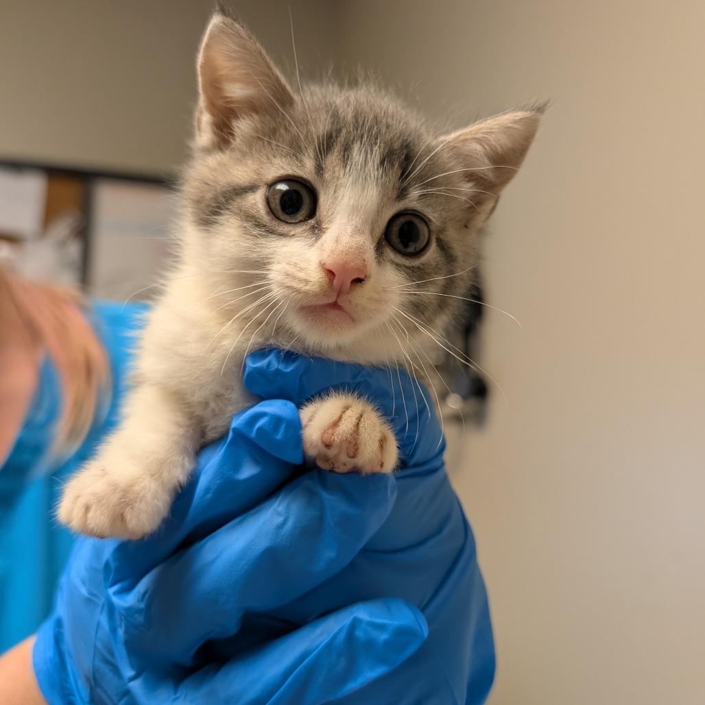 Flannel bonded with Lace, a Adoptable Domestic Short Hair in Wilmington, DE image 3/6