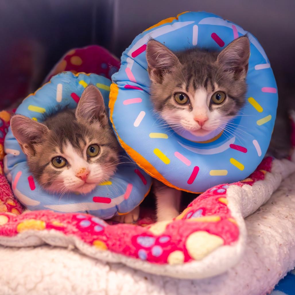Flannel bonded with Lace, a Adoptable Domestic Short Hair in Wilmington, DE image 4/6