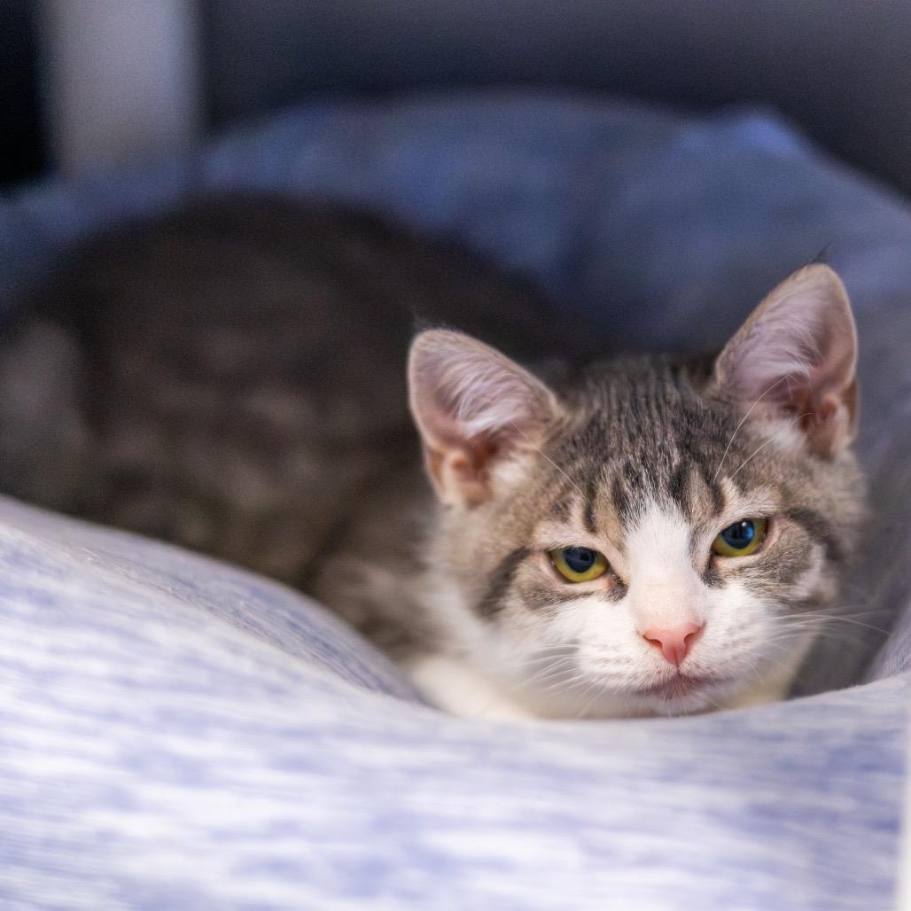 Flannel bonded with Lace, a Adoptable Domestic Short Hair in Wilmington, DE image 5/6