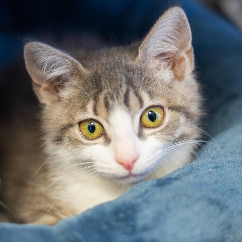 Flannel bonded with Lace, a Adoptable Domestic Short Hair in Wilmington, DE image 6/6