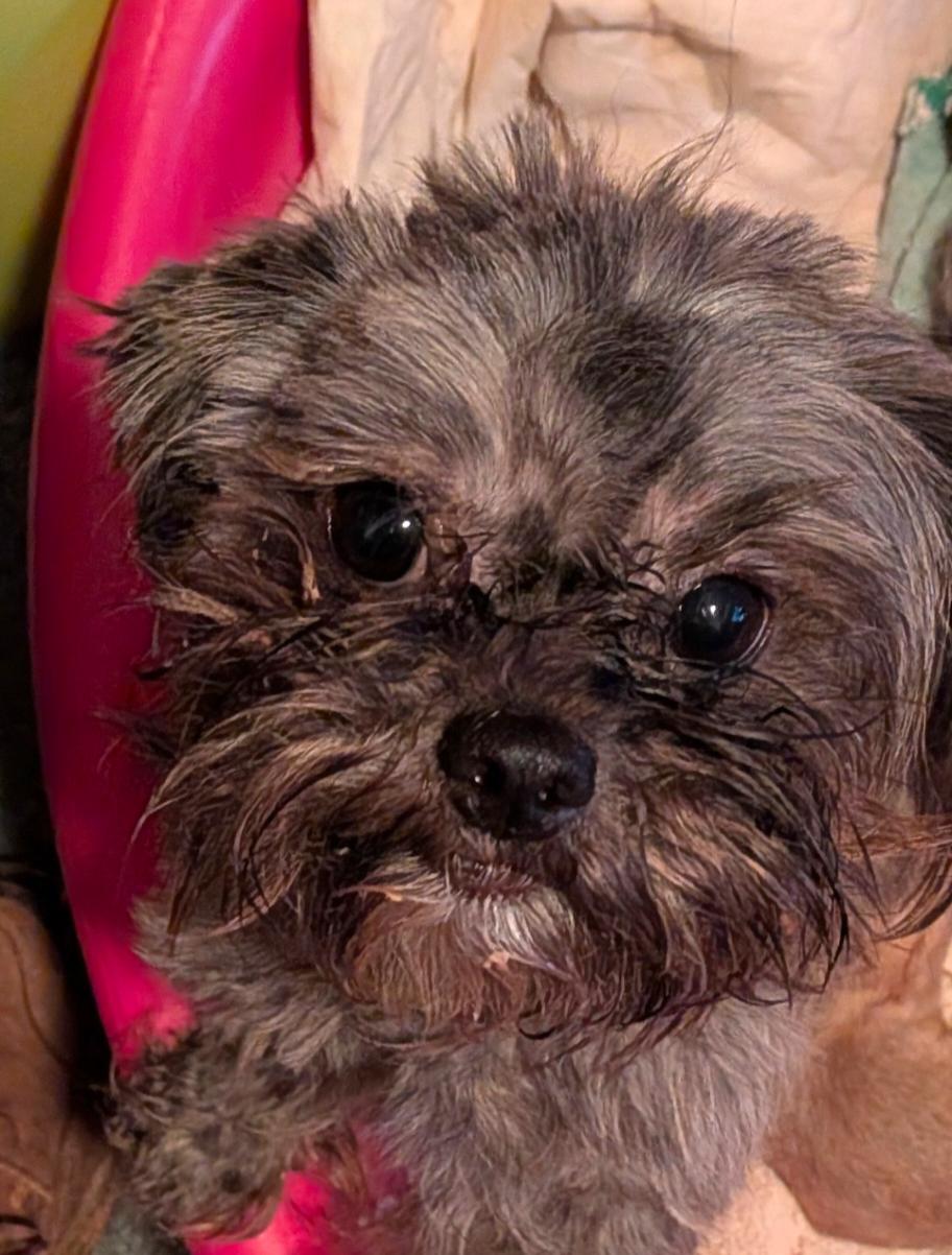 Enlarge Charlotte-os, a Adopted Shih Tzu in Pataskala, OH image 2/2