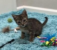 Enlarge Rogue, a Adoptable Domestic Short Hair in ENFIELD, CT image 2/5