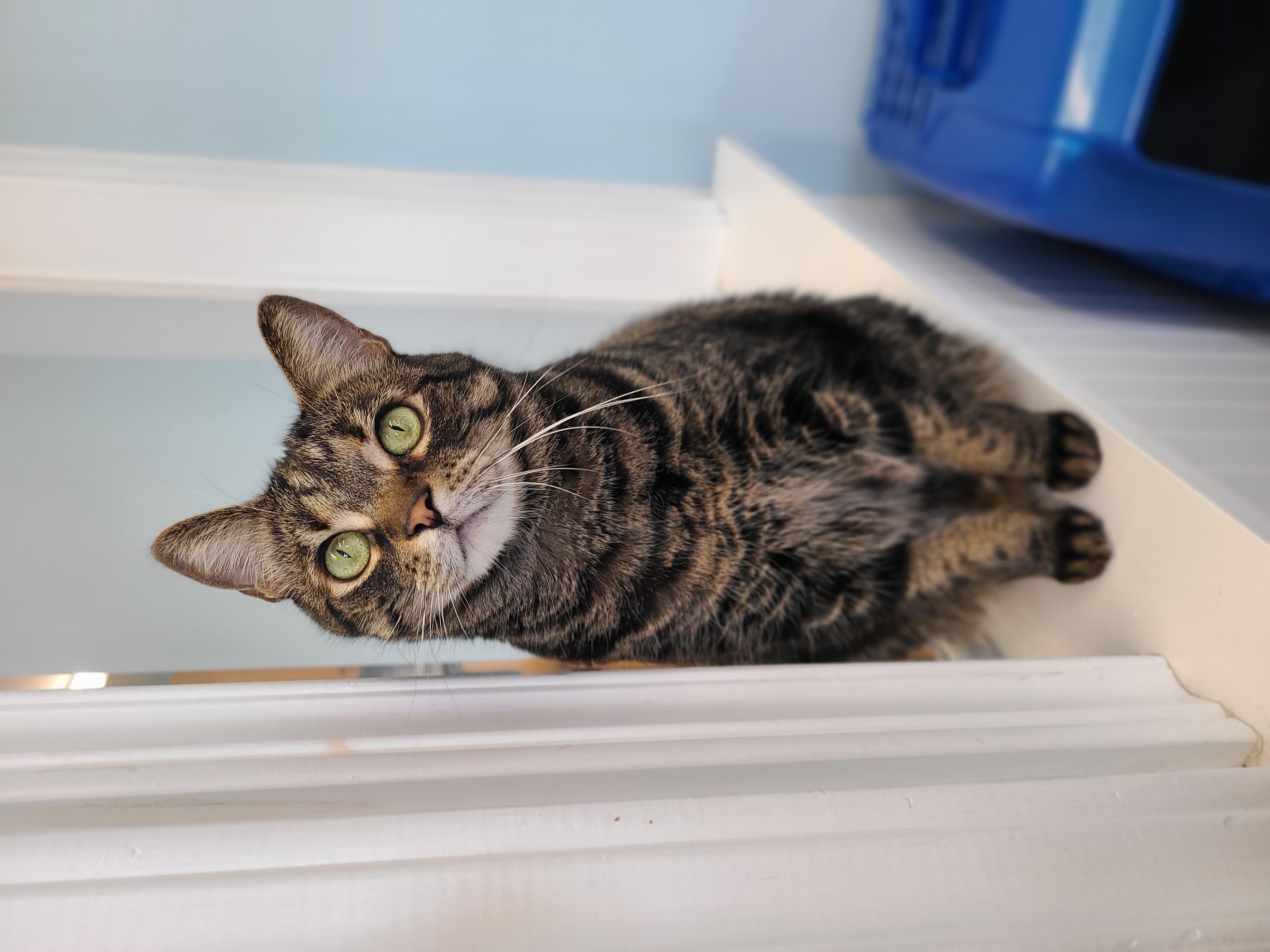 Slippy, Adoptable, Adult Female Domestic Short Hair.