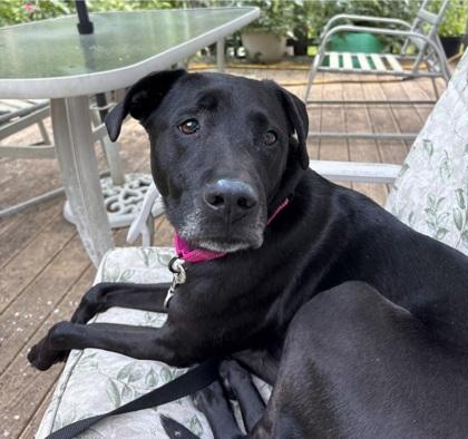 Enlarge Rose(FKA BJ)- In Foster (call to schedule a meet), a Adoptable mixed breed in East Brookfield, MA image 1/2
