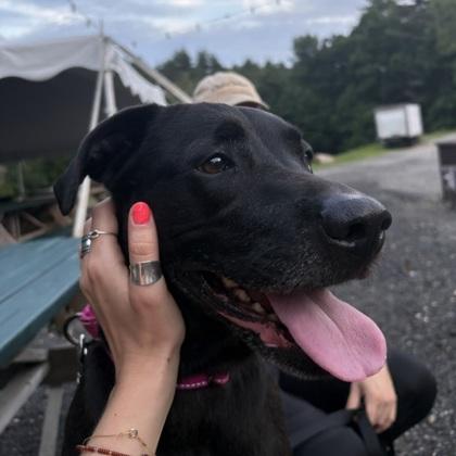 Enlarge Rose(FKA BJ)- In Foster (call to schedule a meet), a Adoptable mixed breed in East Brookfield, MA image 2/2