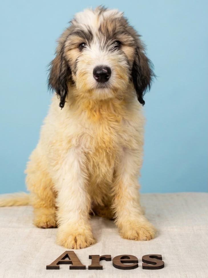 Ares, Adoptable, Young Male Sheepadoodle.