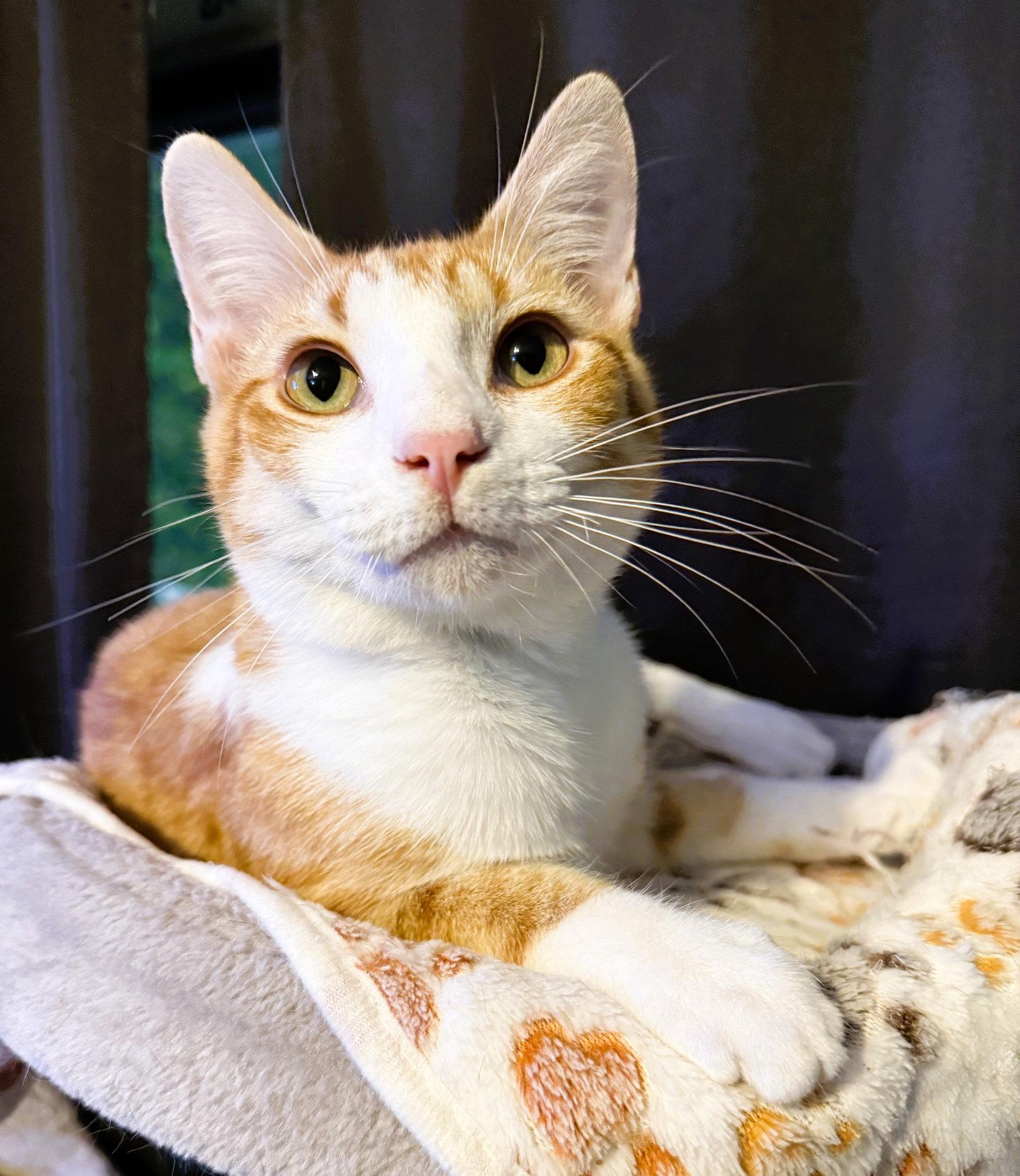 Dillinger, a Adoptable Domestic Short Hair in Lighthouse Point, FL image 1/3