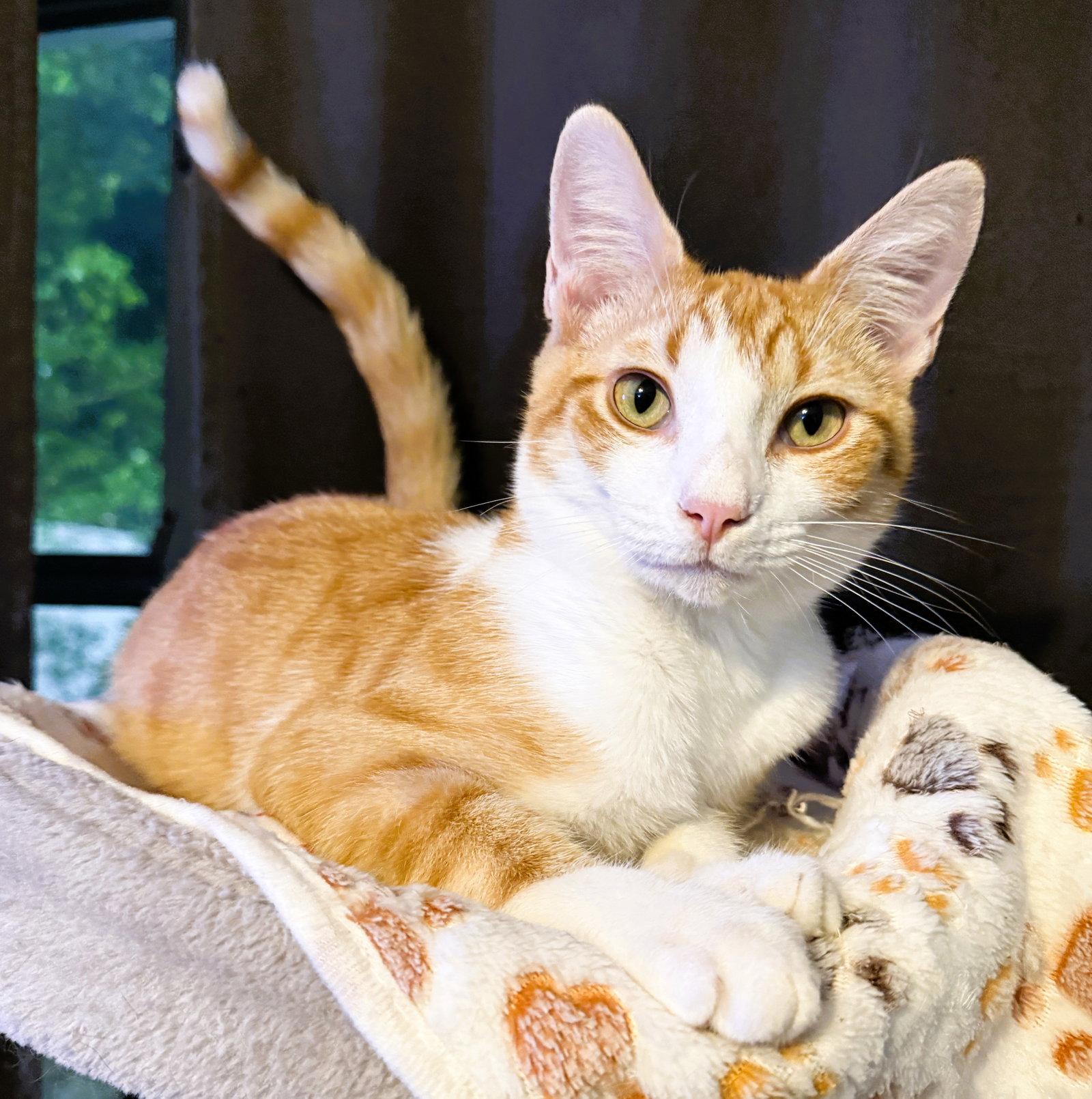 Dillinger, a Adoptable Domestic Short Hair in Lighthouse Point, FL image 2/3