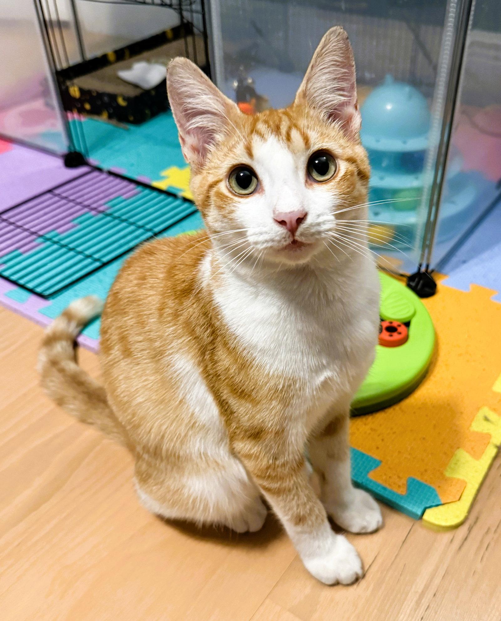 Dillinger, a Adoptable Domestic Short Hair in Lighthouse Point, FL image 3/3