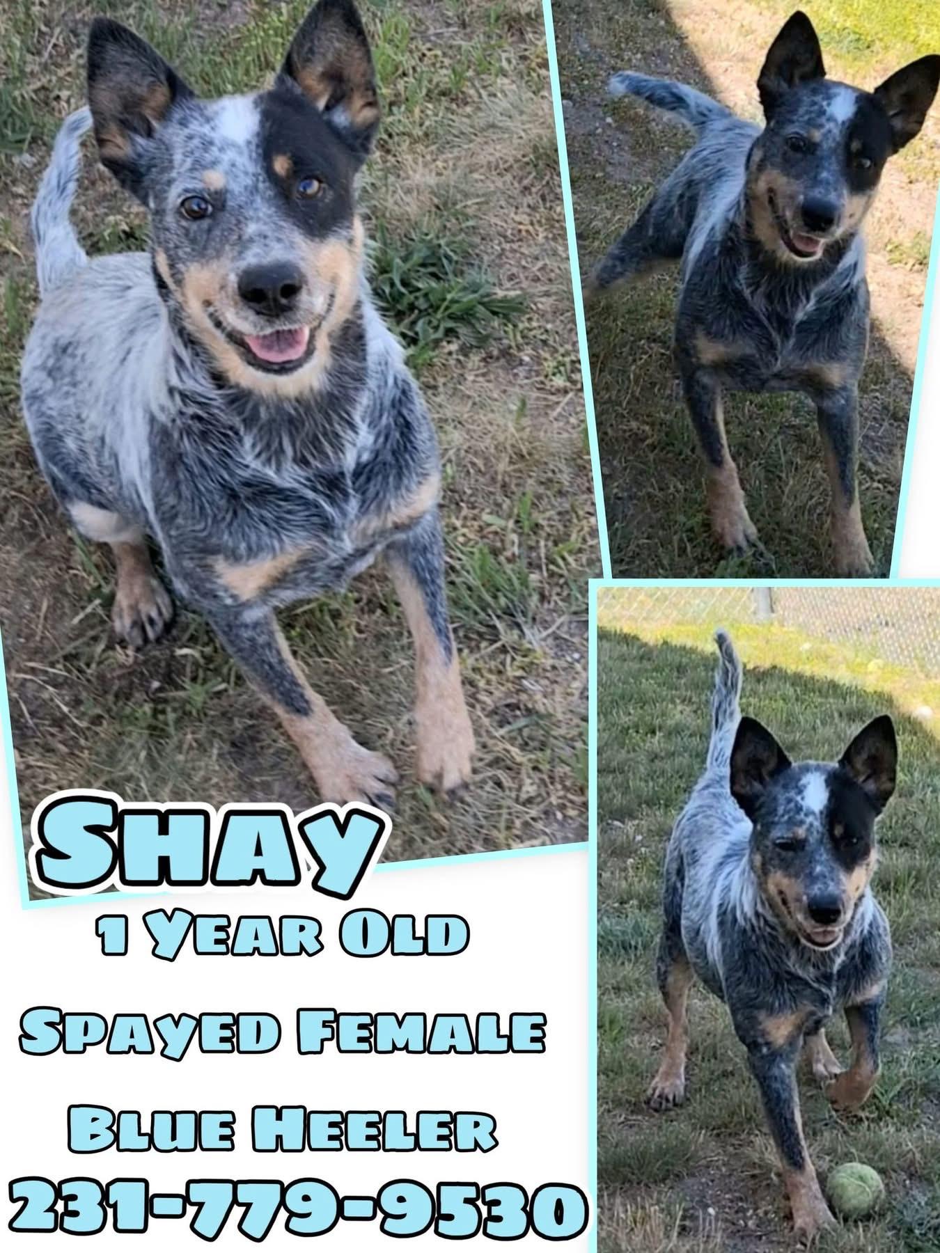 Enlarge SHAY, an adopted Australian Cattle Dog / Blue Heeler in Cadillac, MI image 1/1