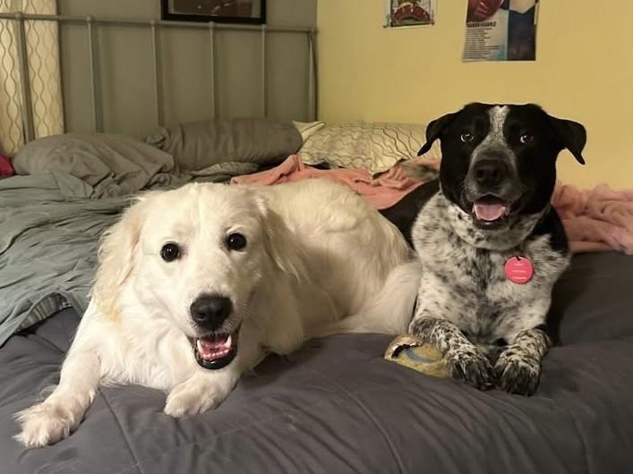 20-054 Tucker- Coming Soon!, Adoptable, Adult Male Cattle Dog.