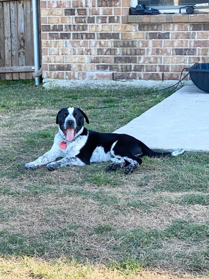 Enlarge 20-054 Tucker- Coming Soon!, a Adoptable mixed breed in Richardson, TX image 2/6