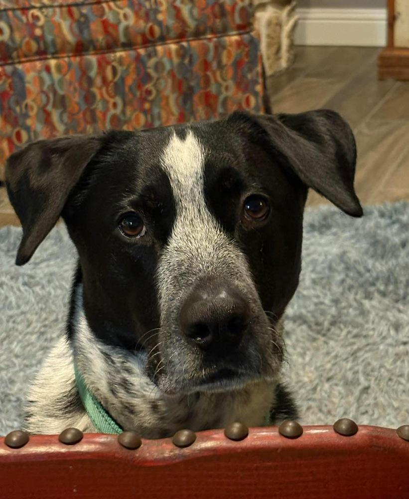 Enlarge 20-054 Tucker- Coming Soon!, a Adoptable mixed breed in Richardson, TX image 3/6