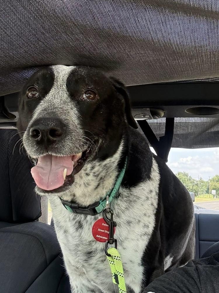 Enlarge 20-054 Tucker- Coming Soon!, a Adoptable mixed breed in Richardson, TX image 4/6