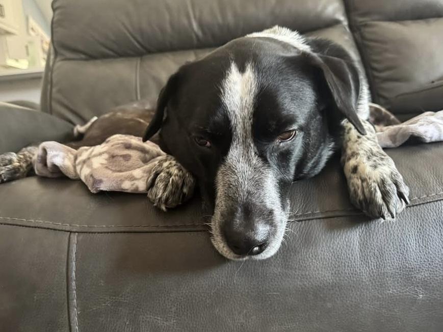 Enlarge 20-054 Tucker- Coming Soon!, a Adoptable mixed breed in Richardson, TX image 5/6