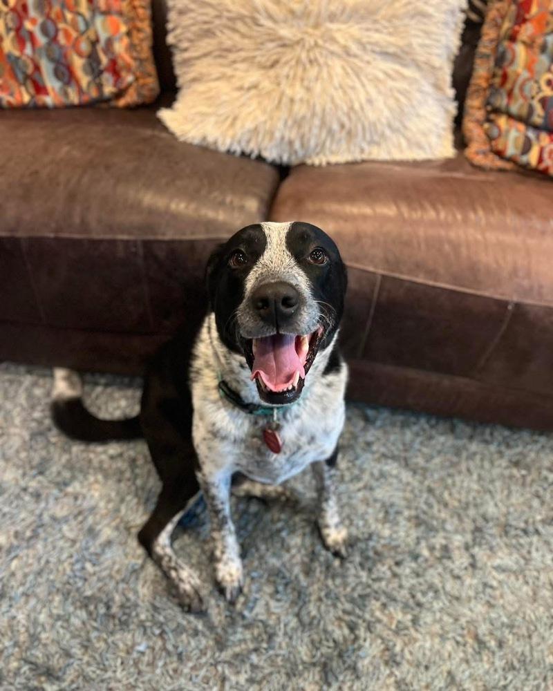 Enlarge 20-054 Tucker- Coming Soon!, a Adoptable mixed breed in Richardson, TX image 6/6