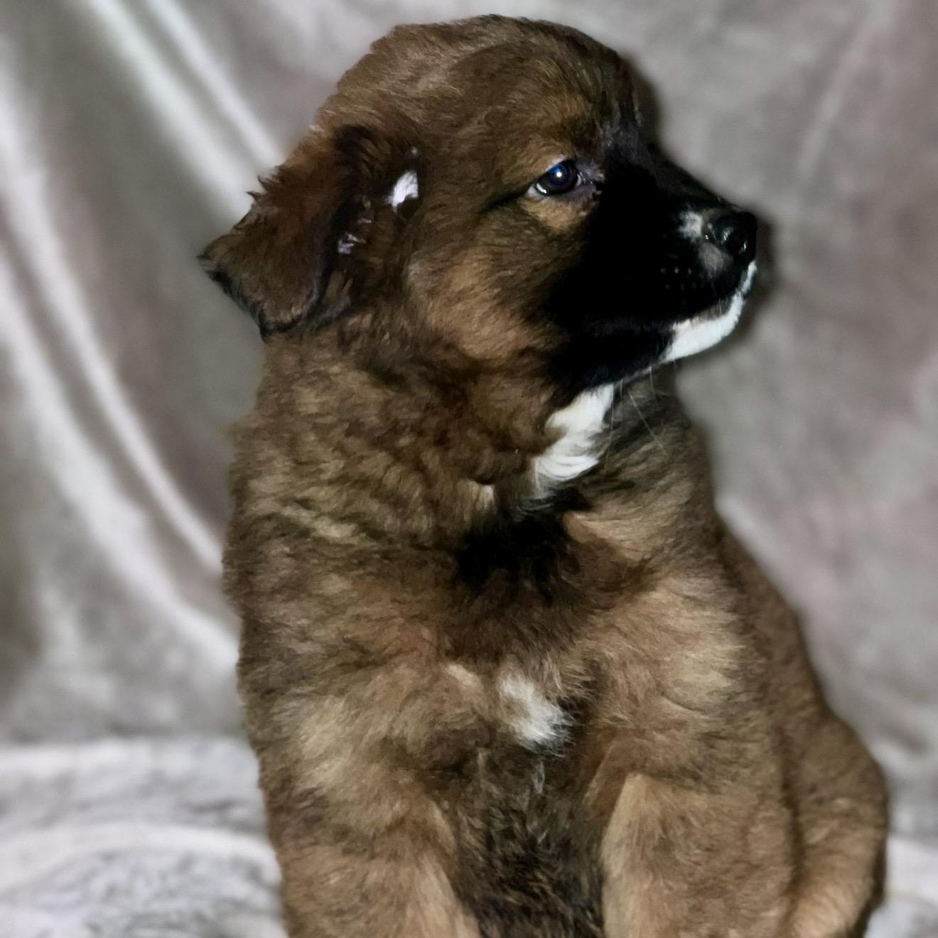 Enlarge Luna , a ADOPTABLE mixed breed in Pelham, NH image 3/6