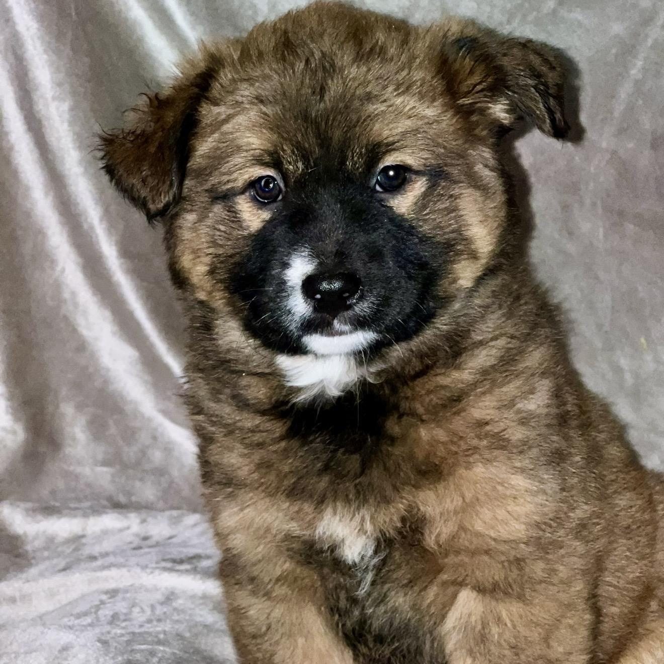 Enlarge Luna , a ADOPTABLE mixed breed in Pelham, NH image 1/6