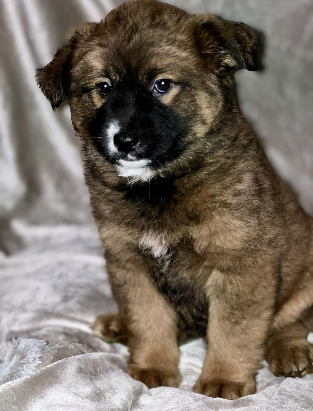 Enlarge Luna , a ADOPTABLE mixed breed in Pelham, NH image 6/6