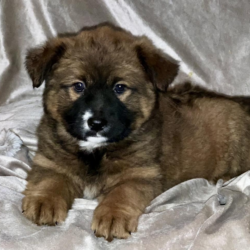 Enlarge Luna , a ADOPTABLE mixed breed in Pelham, NH image 2/6