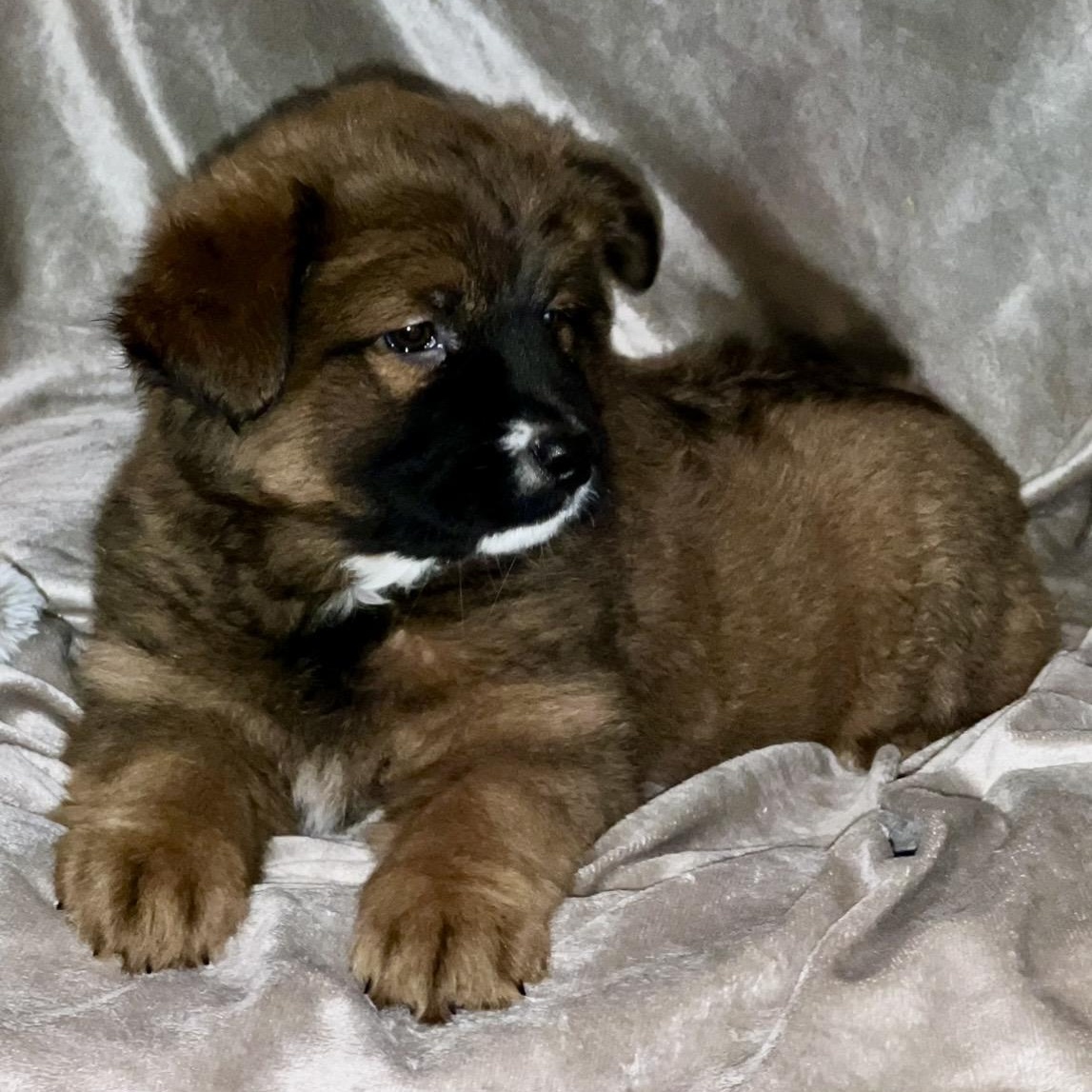 Enlarge Luna , a ADOPTABLE mixed breed in Pelham, NH image 4/6