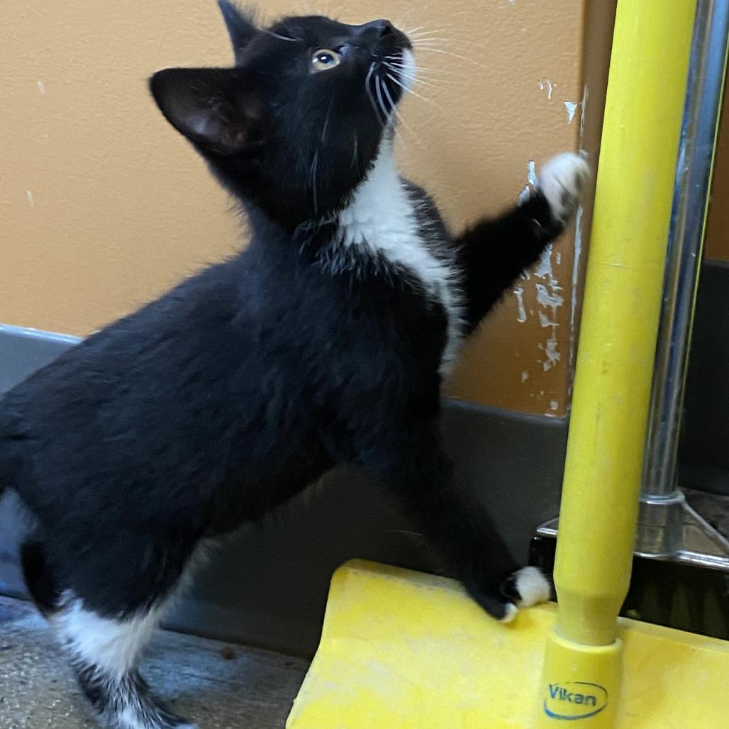 Tigra, Adoptable, Kitten Female Domestic Short Hair.