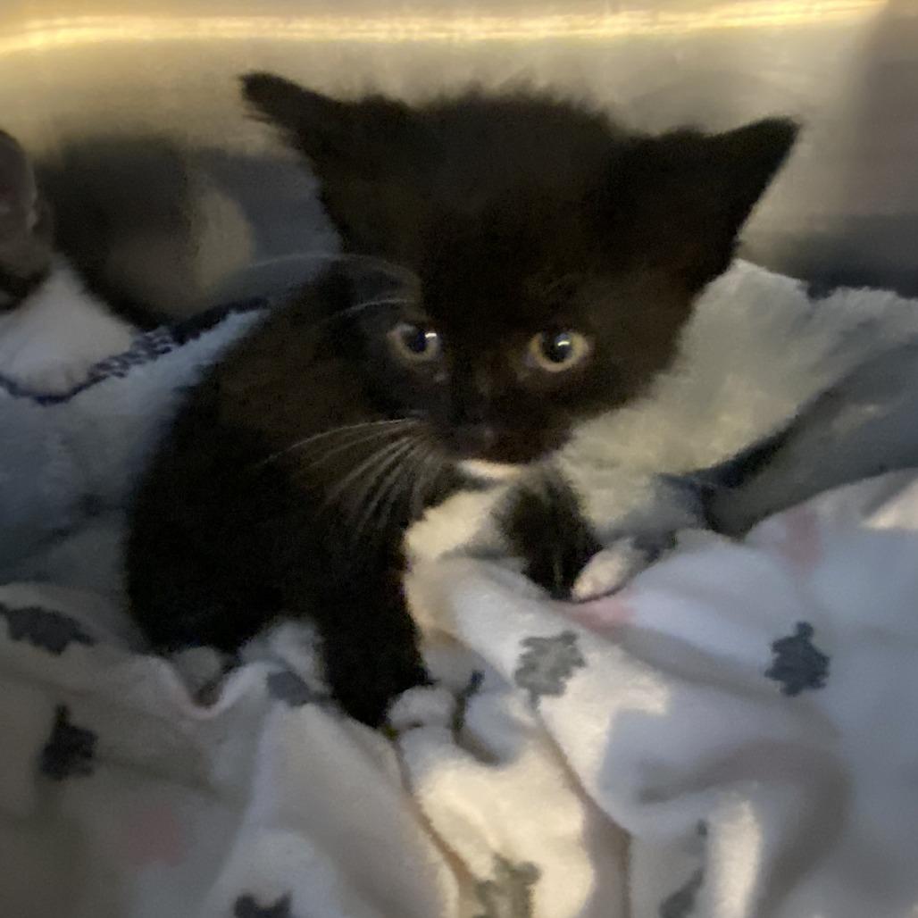 Enlarge Tigra, a Adoptable Domestic Short Hair in Wadena, MN image 2/5