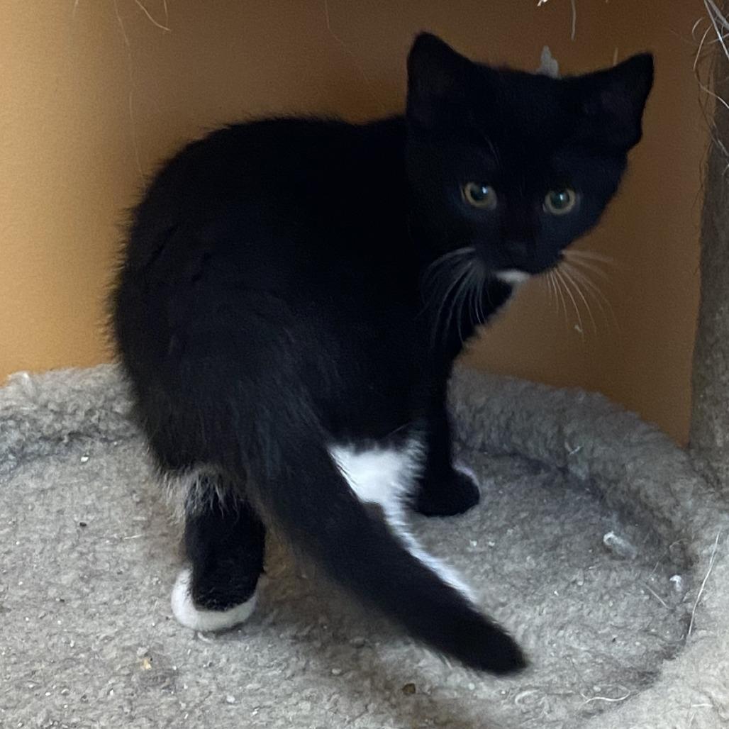 Enlarge Tigra, a Adoptable Domestic Short Hair in Wadena, MN image 3/5