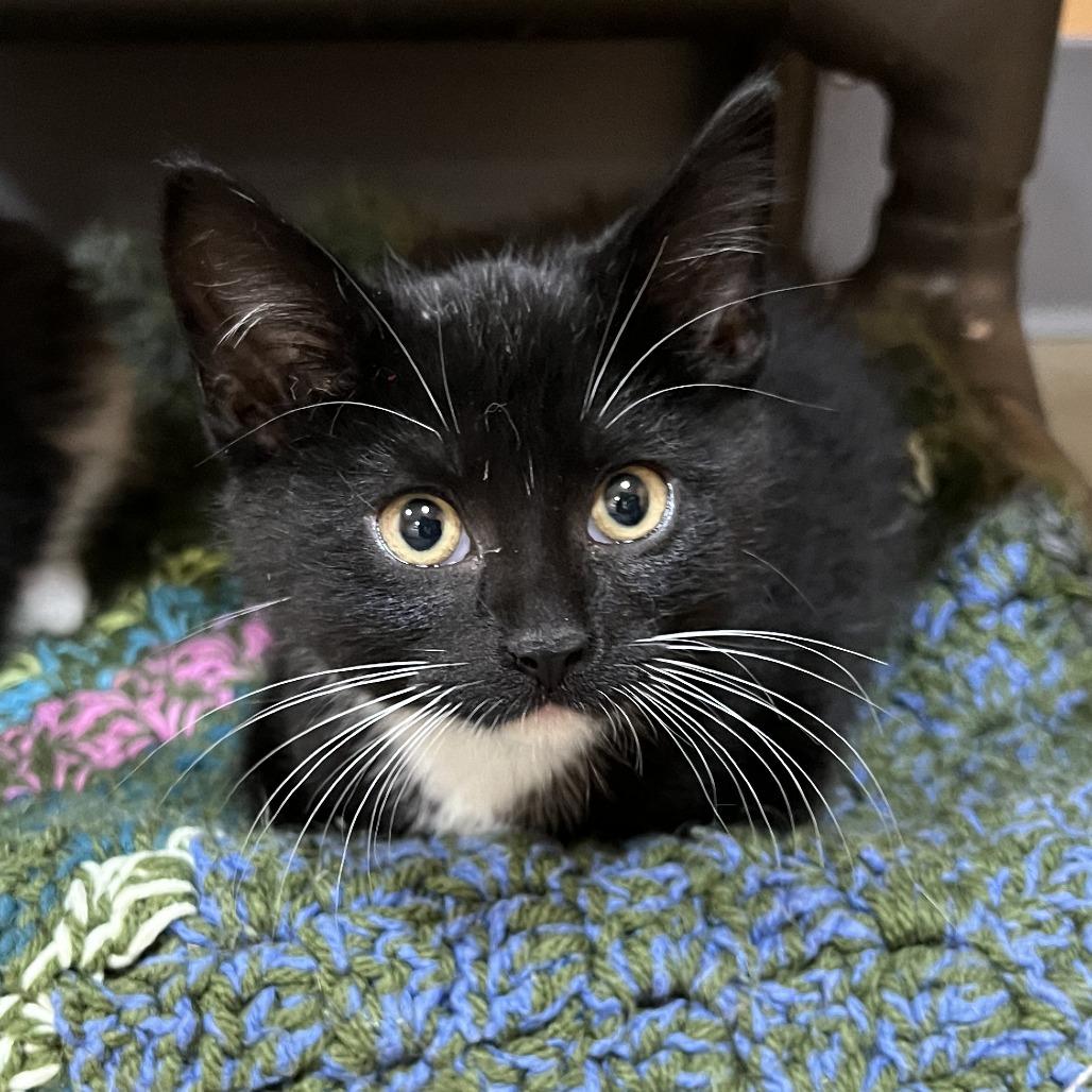 Enlarge Tigra, a Adoptable Domestic Short Hair in Wadena, MN image 4/5