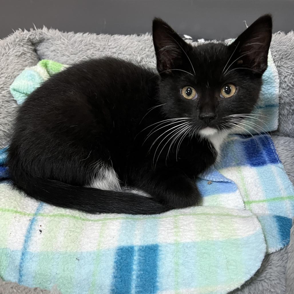 Enlarge Tigra, a Adoptable Domestic Short Hair in Wadena, MN image 5/5