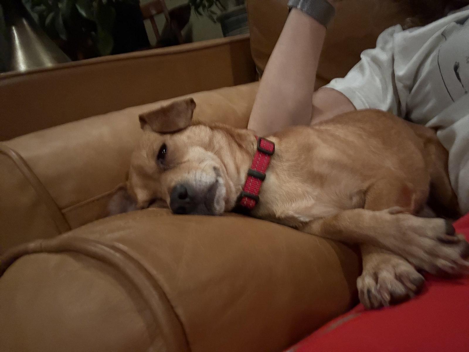 Micki, Adoptable, Adult Male Chihuahua.