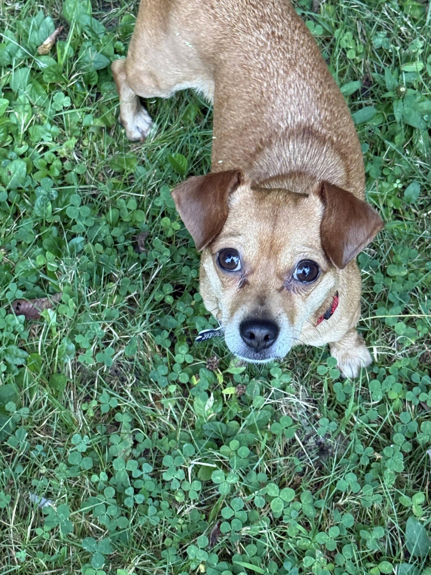 Enlarge Micki, a Adoptable Chihuahua in East Derry, NH image 2/3