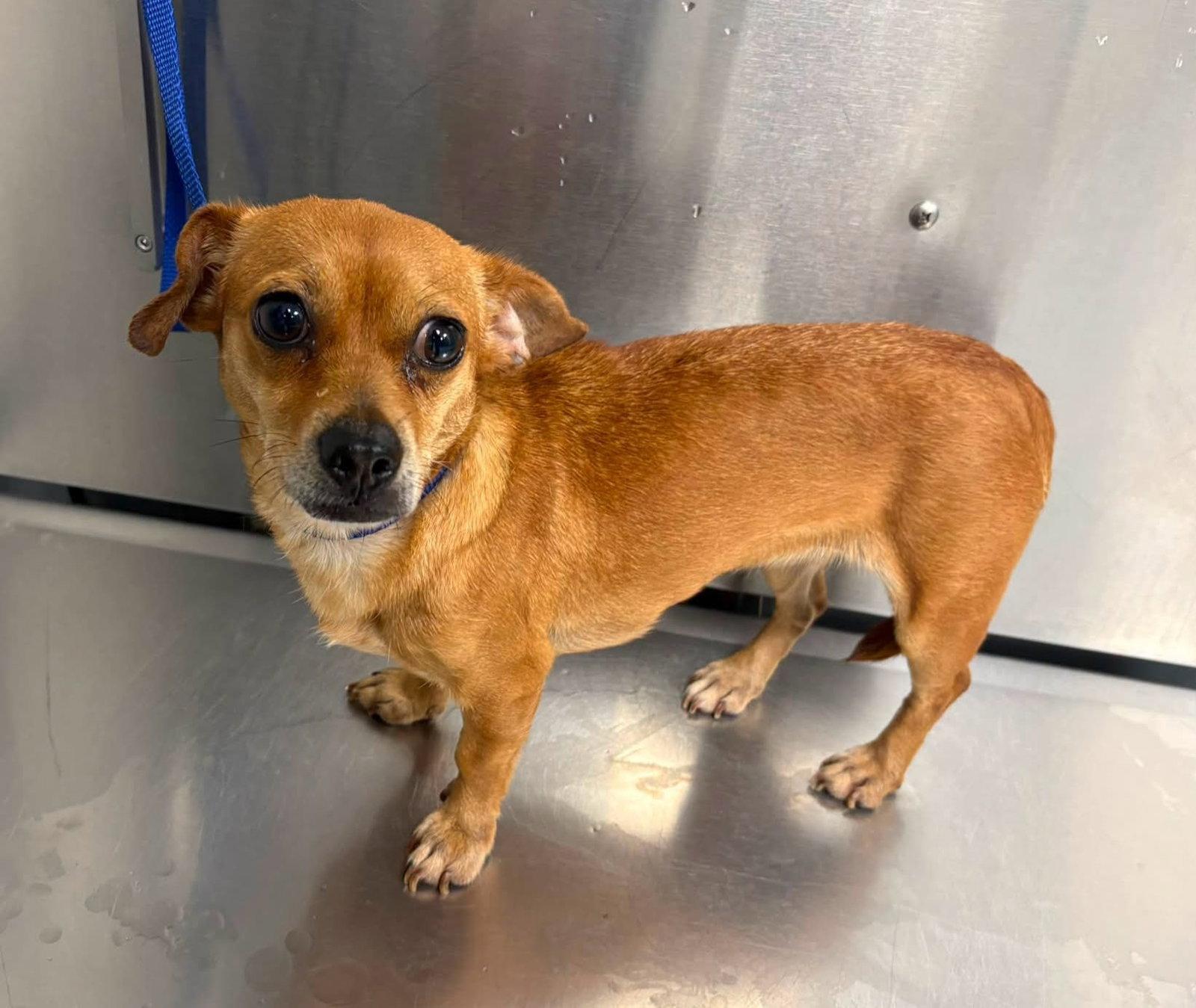 Enlarge Micki, a Adoptable Chihuahua in East Derry, NH image 3/3