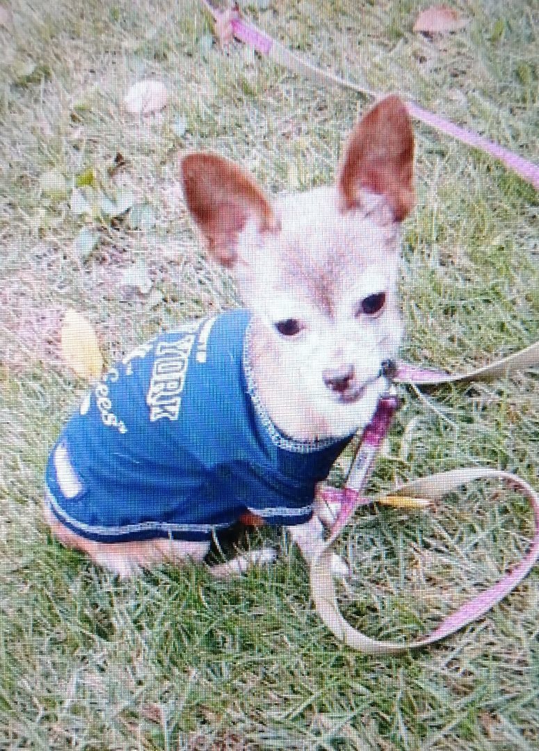 Enlarge Shamrock, a Adopted Chihuahua in Glastonbury, CT image 1/2