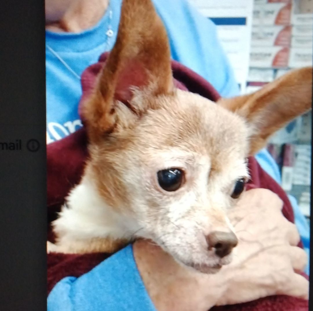 Enlarge Shamrock, a Adopted Chihuahua in Glastonbury, CT image 2/2