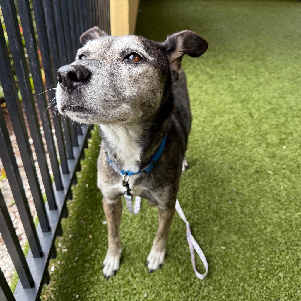Zena, Adoptable, Senior Female Mixed Breed & Mixed Breed.
