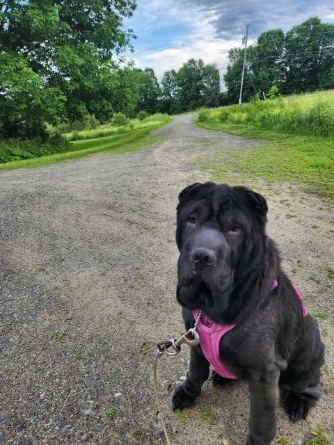 Bell Bottom Nash, a ADOPTABLE Shar-Pei in Nashua, NH image 6/6